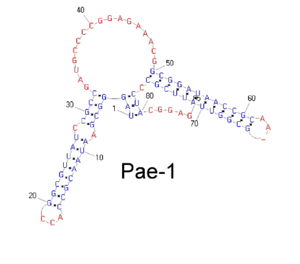 PAE-1 bacterial family secondary structure