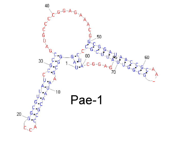 Image:Bacterial pae.jpg